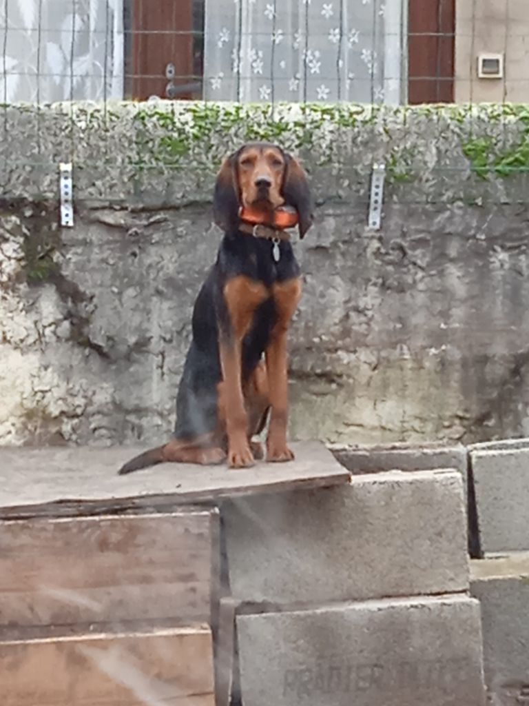 Ringo de la Cascade des Fayes