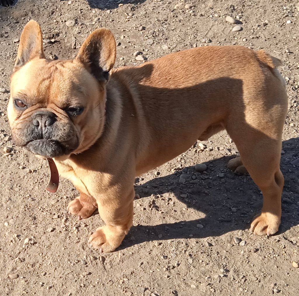 Maverick Du Mont Pégase